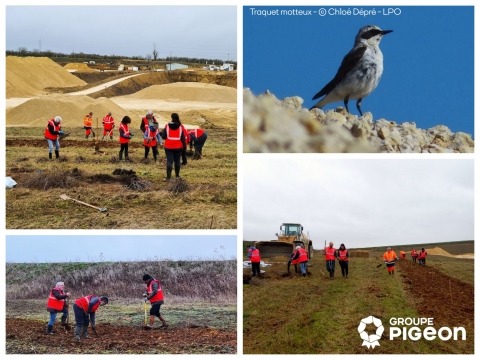 BIODIVERSITÉ | 1,2,3…plantez !, actualité du Groupe Pigeon